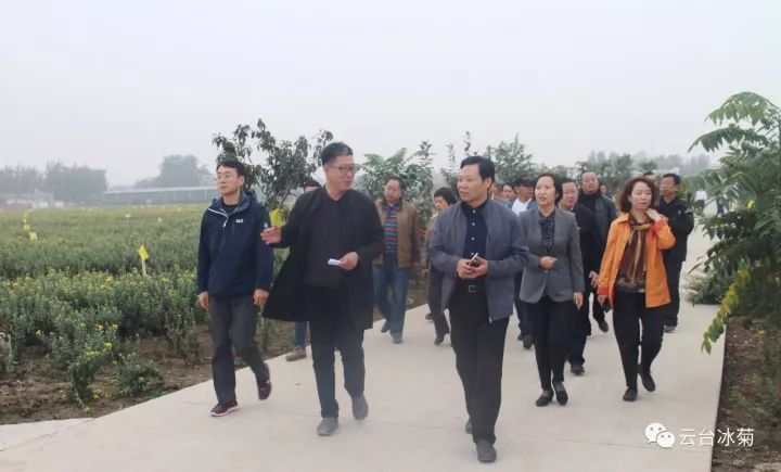 云臺(tái)冰菊基地發(fā)生了什么？一批批領(lǐng)導(dǎo)專家團(tuán)隊(duì)前來！