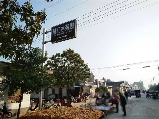 如何找到云臺冰菊？怎樣找到云臺冰菊？